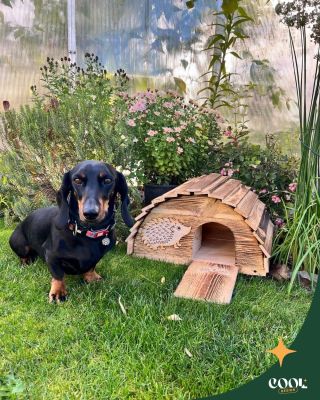 🍂 Harvyho jesenná kontrola 🐾 V záhrade je už cítiť jeseň – listy šuštia, kvety sa ukladajú na odpočinok a... pod kríkom sa...